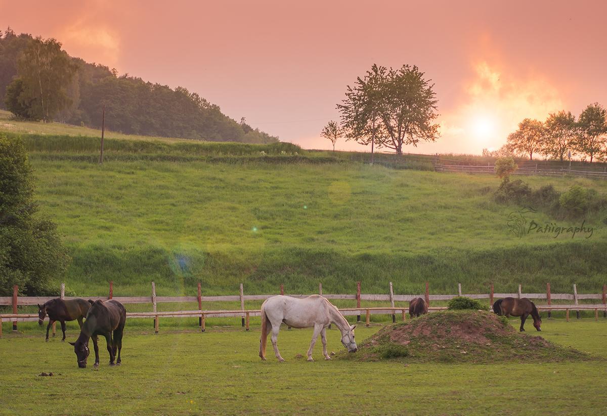 Farm stay Wsiowa Scinawka Gorna